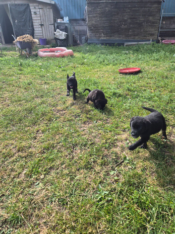 MaPuppies for sale  only 4 weeks  old not ready until 10 July