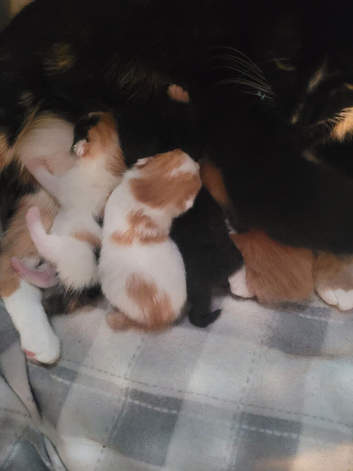 6 beautiful kittens ready now