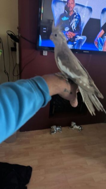 Cockatiel