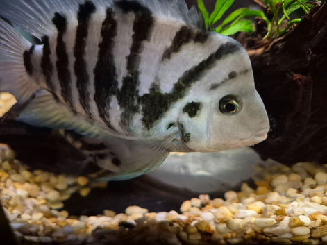 Longfin Convict cichlids Stunning Breeding pair in Wandsworth area
