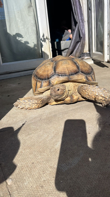 6 year old male