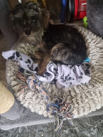 Schnauzer cross Yorkie