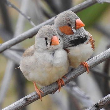 Stunning pair of zebra finches