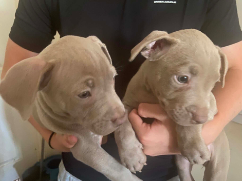 Staffie puppys