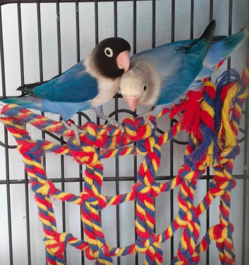 Lovely pair of love birds