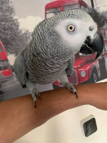 Hand tame African grey parrot