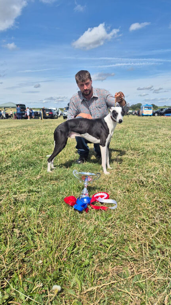 Non kc whippet