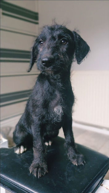 Bedlington x whippet