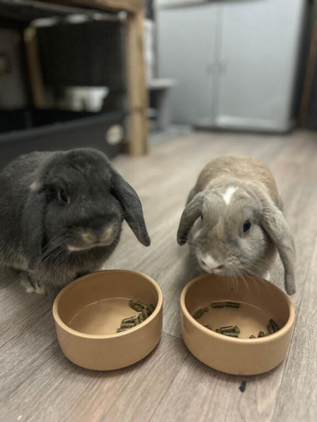 Two mini lops for sale