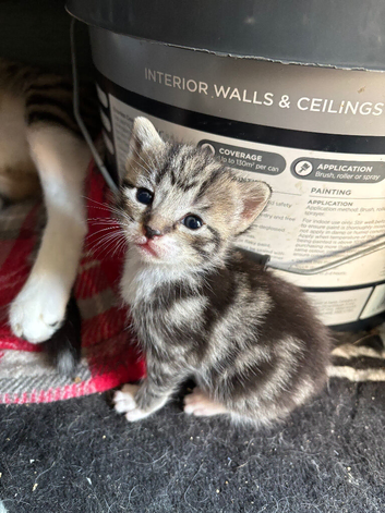 Gorgeous kittens for sale