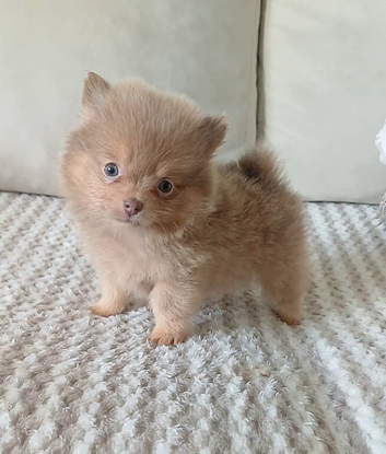 Last girl pomeranian!