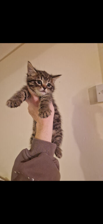 Beautiful kittens
