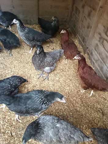 Point of Lay Hunted Hens