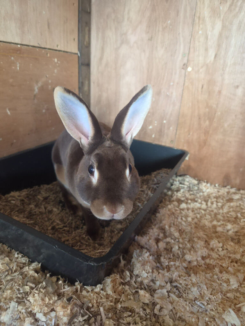 Beautiful Mini Rex Baby Bunnies &ndash; 4 Stunning Babies &ndash; Ready 1st August
