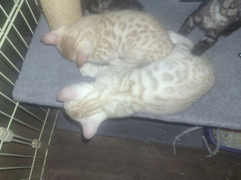 Bengal babies looking for their forever homes