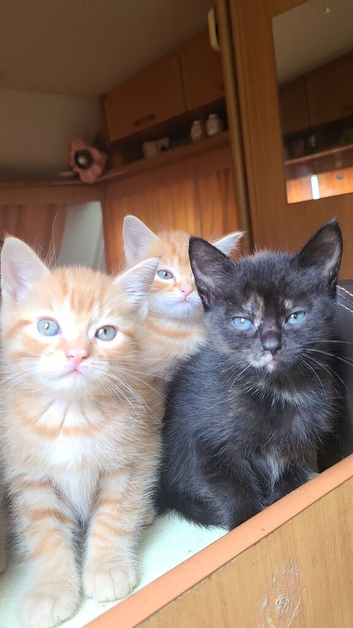 KITTENS LOOKING FOR LOVING HOMES