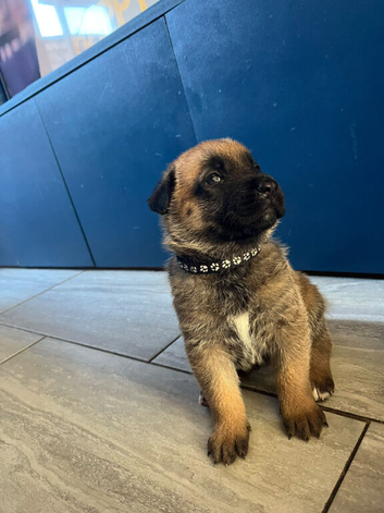 beautiful shepkita puppies