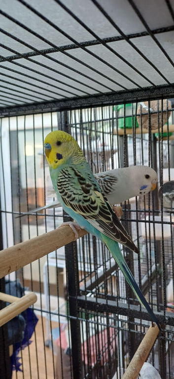 Pair of young budgies
