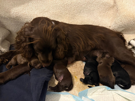 Cocker spaniel