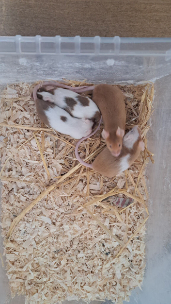 Male pet mice