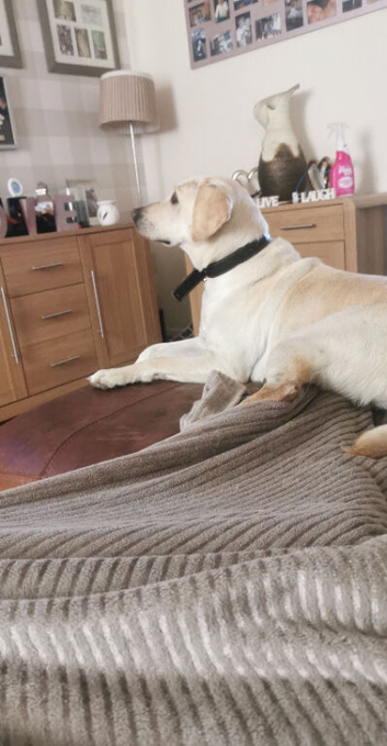 7 year old yellow lab