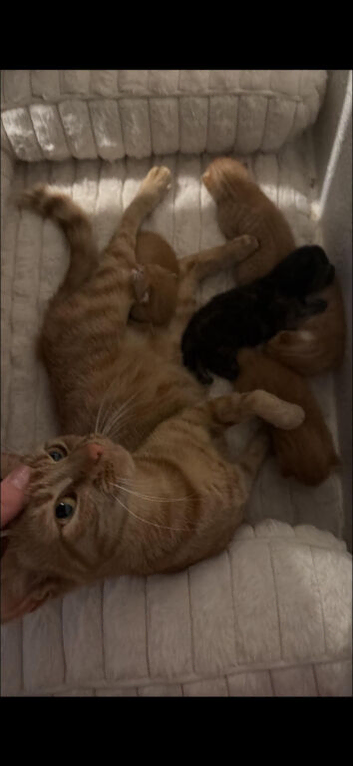 Ginger males