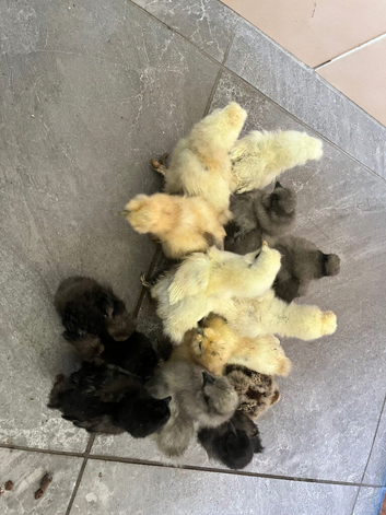 Silkie chicks