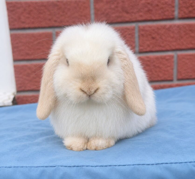 Mini lop boy