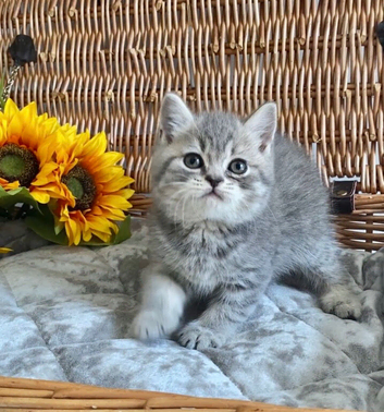 (1 BOY LEFT)BEAUTIFUL TEDDY BEARS (READY FRIDAY)