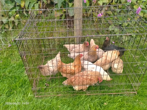 Flock of 14 hens & 1 cockerel for sale