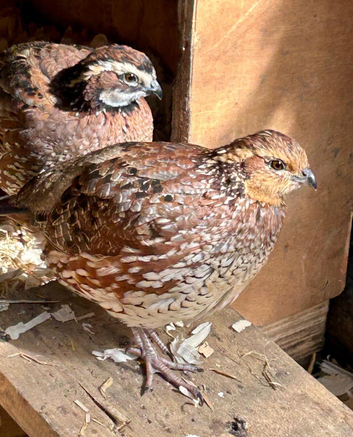 Pair northern bobwhite quail