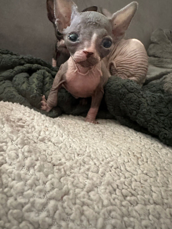 Sphynx kittens for sale