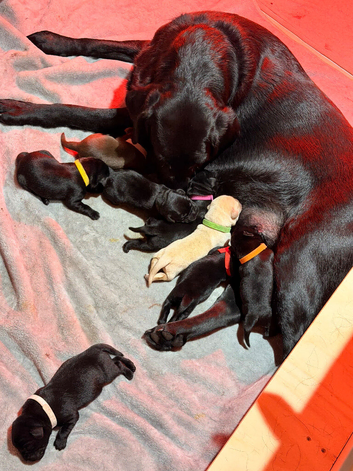 Fantastic Labrador Litter