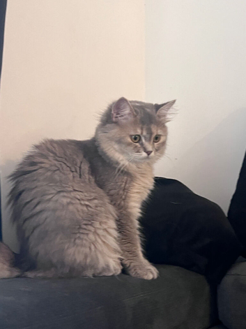 Forever Homes Needed for Two Beautiful Female  Kittens