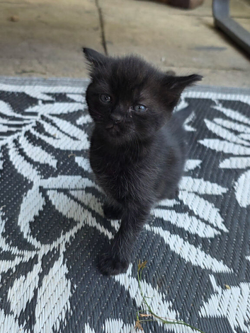Maine coon cross kittens for sale