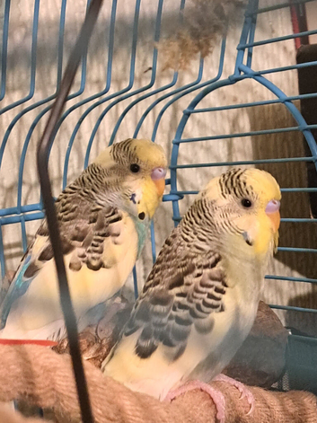 Baby budgies