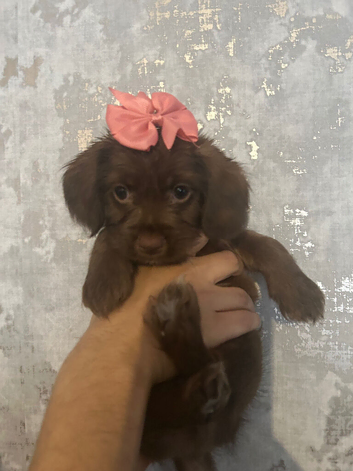 Cookie looking for new home