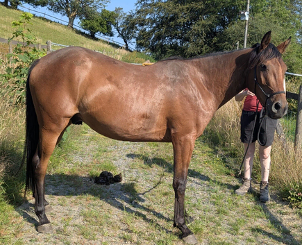 PBA 3yo bay gelding