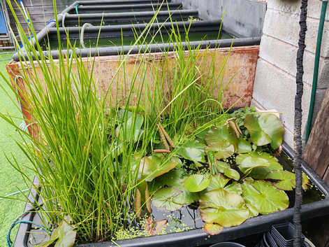 POND LILIES POTTED LARGE READY TO GO + OTHER STUFF