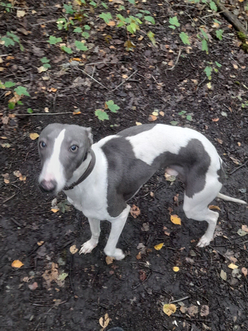 Blue white whippet for stud