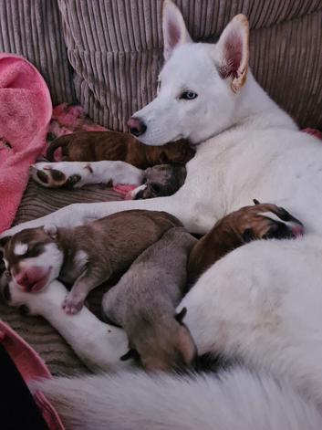 Siberian Husky x Staffy&times;mastiff