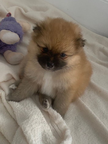 Pomeranian