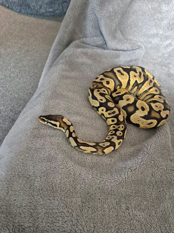 Snake for sale