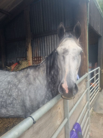 Looking for sole use yard for 2-3 horses in crediton