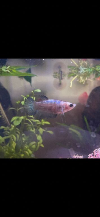 Female betta