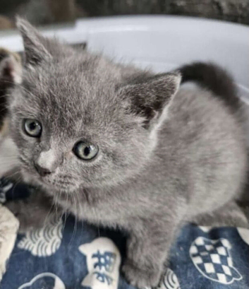 Beautiful British short hair kittens blue