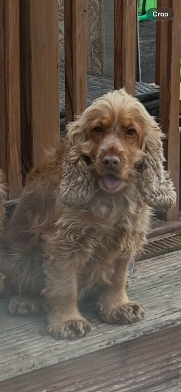 show type cocker spaniel pup !!!  boy READY NOW !!!