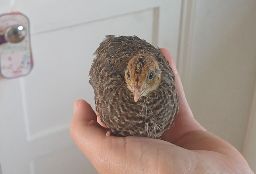 2 unsexed quail