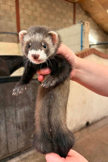 Polecat Hob