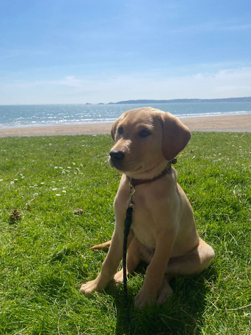 Labrador retriever puppy (male) for sale